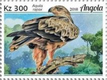 Tawny Eagle (Aquila rapax)