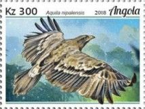Steppe Eagle (Aquila nipalensis)