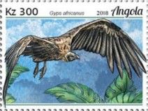 White-backed Vulture (Gyps africanus)