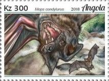 Angolan Free-tailed Bat (Mops condylurus)