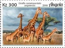 Angolan Giraffe (Giraffa camelopardalis angolensis)