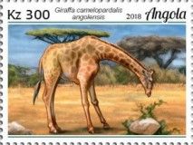 Angolan Giraffe (Giraffa camelopardalis angolensis)