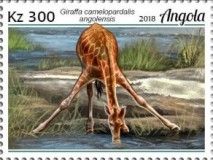 Angolan Giraffe (Giraffa camelopardalis angolensis)