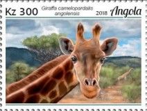 Angolan Giraffe (Giraffa camelopardalis angolensis)