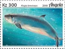 Pygmy Sperm Whale (Kogia breviceps)