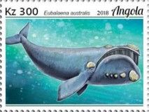 Southern Right Whale (Eubalaena australis)