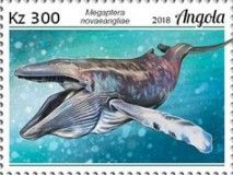 Humpback Whale (Megaptera novaeangliae)
