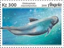 Short-finned Pilot Whale (Globicephala macrorhynchus)