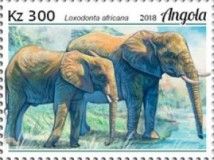 African Elephant (Loxodonta africana)