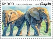 African Elephant (Loxodonta africana)