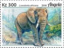African Elephant (Loxodonta africana)