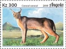 Caracal (Caracal caracal)