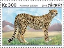 Cheetah (Acinonix jubatus)