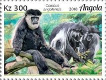 Angola Colobus (Colobus angolensis)