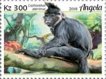 Black-crested Mangabey (Lophocebus aterrimus)