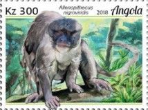 Allen's Swamp Monkey (Allenopithecus nigroviridis)