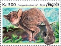 Demidoff's Dwarf Galago (Galagoides demidoff)