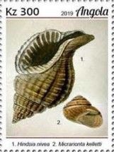 Hindsia nivea & Micrarionta kelletti