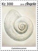 Cyclostoma purum