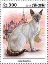 Siamese Cat