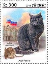 Russian Blue Cat