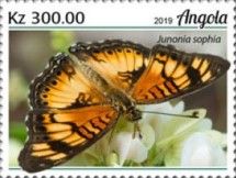 Junonia sophia