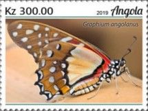 Graphium angolanus
