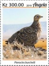 Burchell's Sandgrouse (Pterocles burchelli)