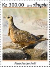 Burchell's Sandgrouse (Pterocles burchelli)