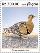 Double Banded Sandgrouse (Pterocles bicinctus)