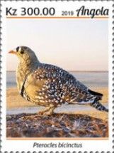 Double Banded Sandgrouse (Pterocles bicinctus)