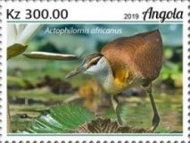 African Jacana (Actophilornis africanus)