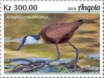 African Jacana (Actophilornis africanus)