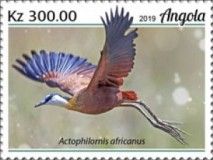 African Jacana (Actophilornis africanus)
