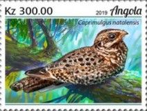 Swamp Nightjar (Caprimulgus natalensis)