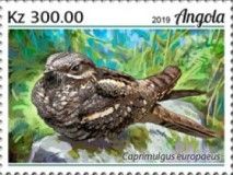 Eurasian Nightjar (Caprimulgus europaeus)