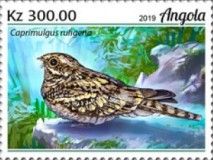 Rufous-cheeked Nightjar (Caprimulgus rufigena)