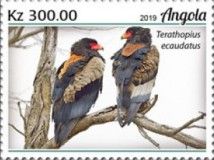 Bateleur (Terathopius ecaudatus)
