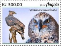 Crowned Eagle (Stephanoaetus coronatus)