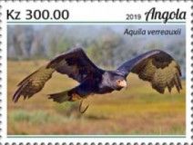 Verreaux's Eagle (Aquila verreauxii)