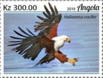 African Fish Eagle (Haliaeetus vocifer)