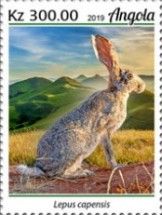Cape Hare (Lepus capensis)