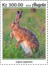 Cape hare (Lepus capensis)