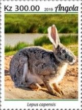 Cape hare (Lepus capensis)