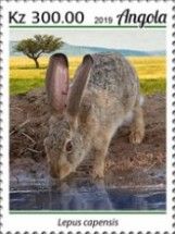 Cape hare (Lepus capensis)