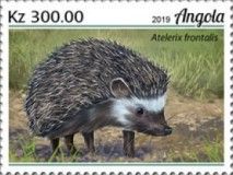 Southern African Hedgehog (Atelerix frontalis)