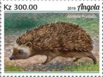 Southern African Hedgehog (Atelerix frontalis)