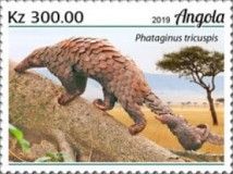 Tree Pangolin (Phataginus tricuspis)