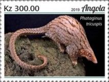 Tree Pangolin (Phataginus tricuspis)