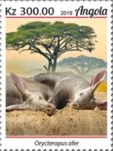 Aardvark (Orycteropus afer)